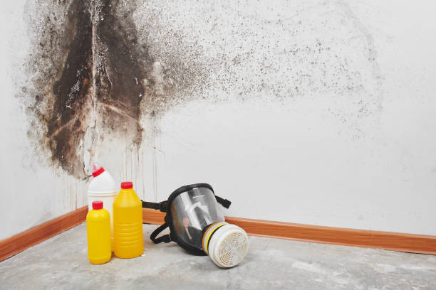 Best Mold Damage Repair  in Walker Valley, NY
