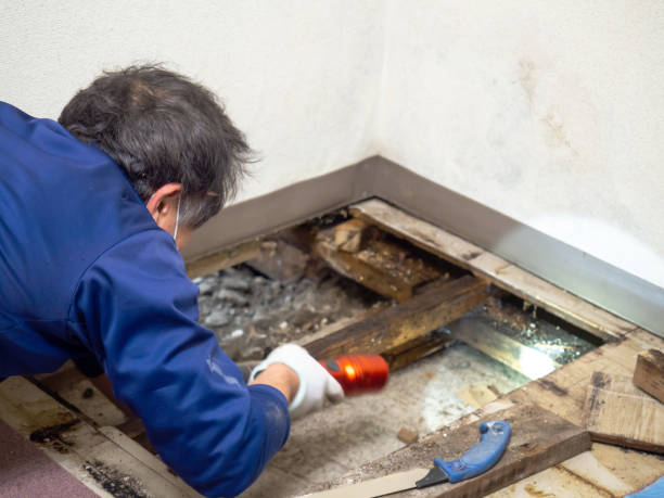 Best Local Mold Removal Service  in Walker Valley, NY