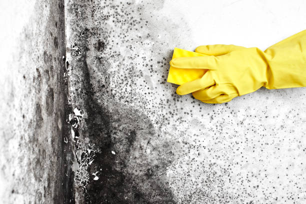 Best Crawl Space Mold Removal  in Walker Valley, NY