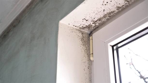 Best Mold Remediation Services  in Walker Valley, NY
