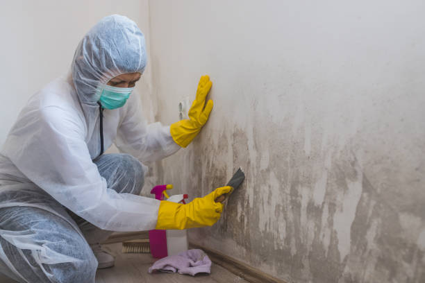Best Same-Day Mold Removal  in Walker Valley, NY