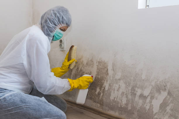 Best Mold Removal and Inspection  in Walker Valley, NY