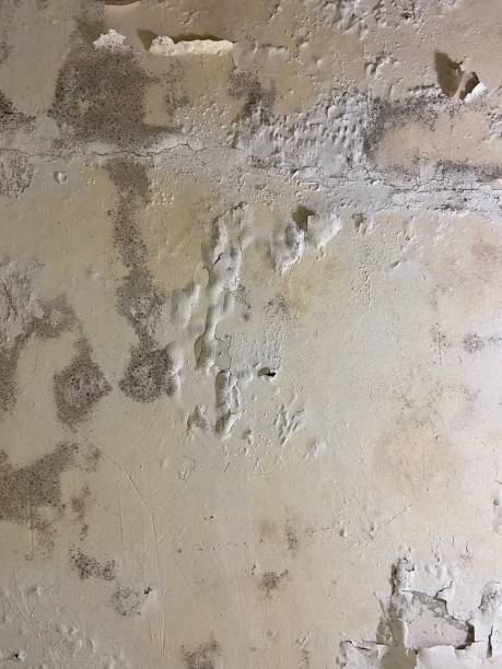 Certified Mold Removal in Walker Valley, NY